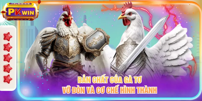 Bản chất của gà tơ vỡ đòn và cơ chế hình thành