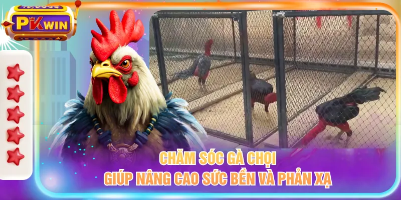 Chăm sóc gà chọi giúp nâng cao sức bền và phản xạ