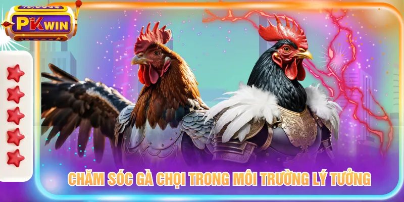 Chăm sóc gà chọi trong môi trường lý tưởng