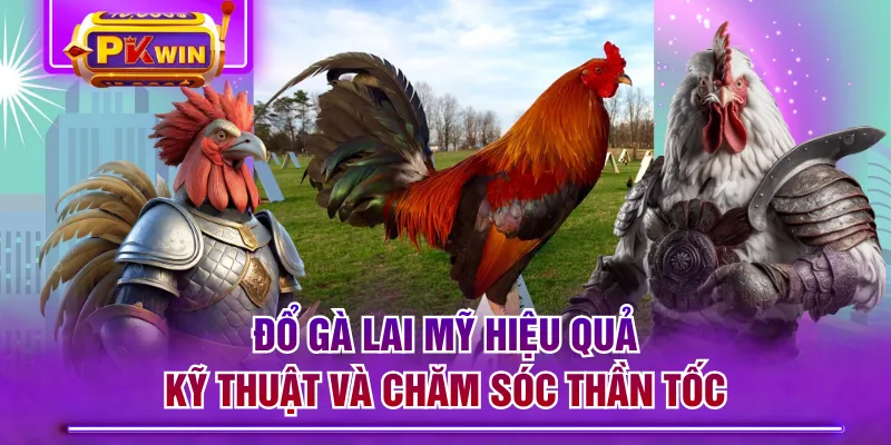 Đổ Gà Lai Mỹ Hiệu Quả - Kỹ Thuật Và Chăm Sóc Thần Tốc