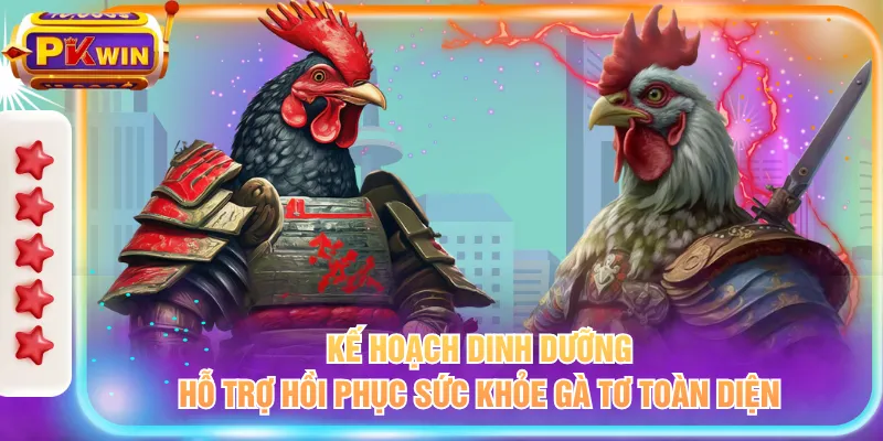 Kế hoạch dinh dưỡng hỗ trợ hồi phục sức khỏe gà tơ toàn diện